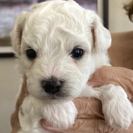 Puppy - White male Bichon Frise puppy in Greenville, South Carolina from Almaza Bichons