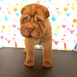 Red bruscoat pup1 - Apricot dilute male Chinese Shar-Pei puppy in Elkin, North Carolina from Martini Shar-Pei