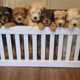 Whoodle puppies from Texas Puppy Dreams LLC dba Whoodles and Co.