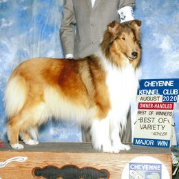 CHOC - Collie