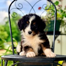 Bear - Black tri-color male Aussiedoodle puppy in Eastman, Georgia from Dood B Ranch