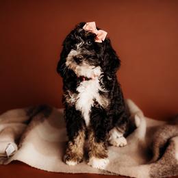 North - Phantom female Bernedoodle puppy in Grants Pass, Oregon from Royal Empire Bernedoodles