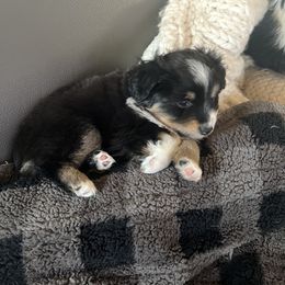 Miniature Australian Shepherd Puppies from Small Town Aussies
