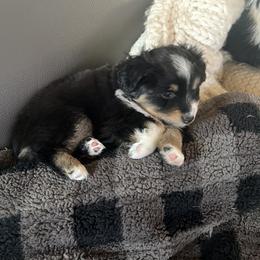 Miniature Australian Shepherd Puppies from Small Town Aussies