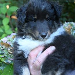 Tri boy - White black and tan male Shetland Sheepdog puppy in Castle Rock, Washington from RimRanch Shelties