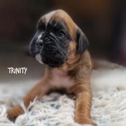 Trinity - Fawn female Boxer puppy in Spring Hill, Florida from Hart's Grand Boxers