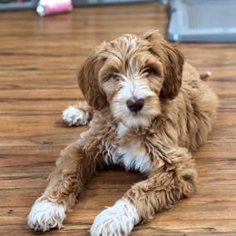 Yrene - Cream female Goldendoodle puppy in Moreno Valley, California from Rainbow SoCal Doodles