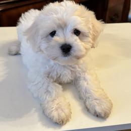 Goldendoodle, Maltipoo, and Poodle Puppies from Pawriffic Pups