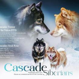 Siberian Husky puppies from Cascade Siberians