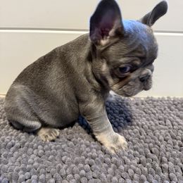 French Bulldog Puppies from Wyatt and co Frenchies