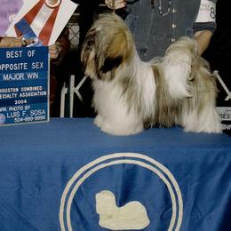 Anatolian Shepherd Dogs, Collies, and Lhasa Apsos from Foxglove Farms Collies/Green Stains Anatolians/I Ching Lhasas