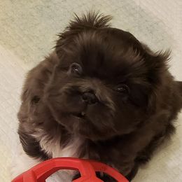 Pekingese Puppies from Blue Rage Pekes