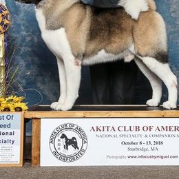Akita from Kawela Akitas