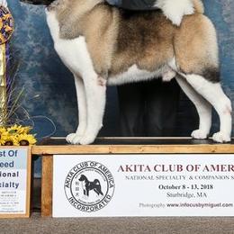 Akita from Kawela Akitas