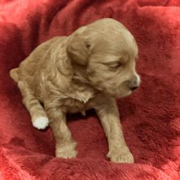Sneezy - Red  female Goldendoodle puppy in Bradenton, Florida from Christianna’s Mini Goldendoodles