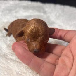 Wendy's - Red female Cavapoo puppy in Kirksville, Missouri from Show Me Poodles Doodles and Cavaliers
