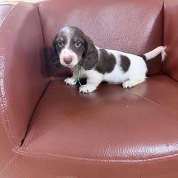 Apple Pie Green collar - Piebald male Dachshund puppy in Bremen, Georgia from Jones Royal Kennels / Jones Miniature Dachshunds