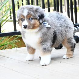HANK BMM - Blue merle male Miniature American Shepherd puppy in Pasco, Washington from ROCK CREEK LABRADORS Pasco, WA