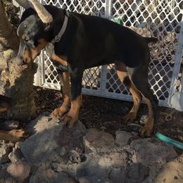 Grey collar girl - Black and rust female Doberman Pinscher puppy in Santa Clarita, California from Riviera Dobermans