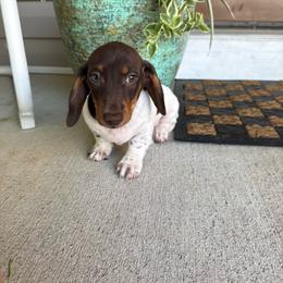 Bruno - Piebald male Dachshund puppy in Aurora, Missouri from Baker Farms