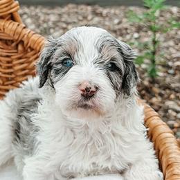 Aussiedoodles, Australian Mountain Doodles, and Double Doodles from Melrose Mountain Farm