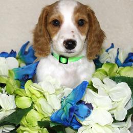 Dachshund puppies from White River Valley Kennel