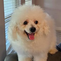 Romeo - Bichon Frise