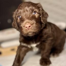 Maverick - Purple Collar - Brown and white male Portuguese Water Dog puppy in Colorado Springs, Colorado from Melissa's Portuguese Water Dogs