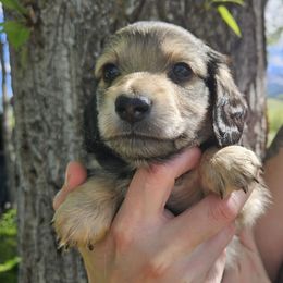 Baxter - Cream male Dachshund puppy in Anaconda, Montana from Montana Country Dachshunds