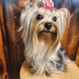 🌹Poppy🌹 - Yorkshire Terrier