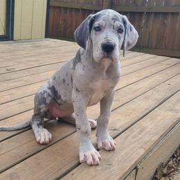 Sayla - Merle female Great Dane puppy in Kannapolis, North Carolina from Carolina Great Danes & Toy Poodles