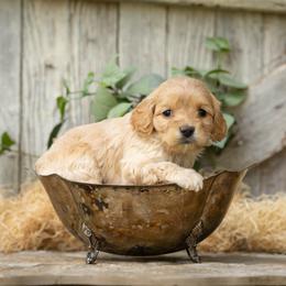 Cooper - Golden male Cockapoo puppy in Seattle, Washington from Sweet Home Doodles