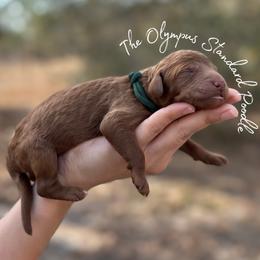 Coming Soon - Red  male Poodle puppy in Spring Hills, Florida from The Olympus Standard Poodle