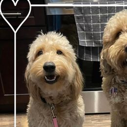 Anna - Goldendoodle