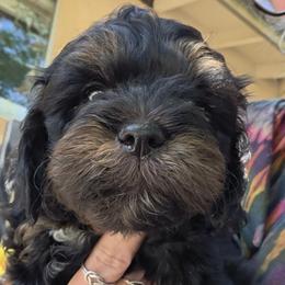 Rupert - Tri-color male Cavapoo puppy in Auburn, California from Gold Country Doodles