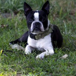Yodo - Boston Terrier