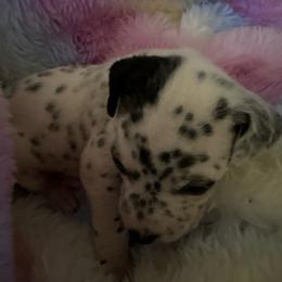Bea - White and black female Dalmatian puppy in Fort Cavasos, Texas from Mainstreet Dalmation