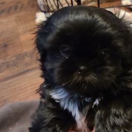 Shih Tzus from Paradise Farm Shih Tzu