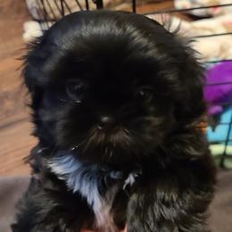 Shih Tzus from Paradise Farm Shih Tzu