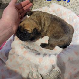 Boy 2 - Apricot male Mastiff puppy in Atlanta, Michigan from Legacy Mastiffs