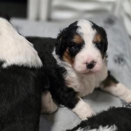 Female 1 - Tri-color female Bernedoodle puppy in Shelton, Washington from NW Bernedoodles of Washington
