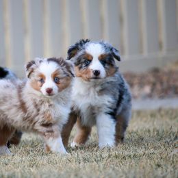 Australian Shepherd Puppies from Painted Blue Aussies