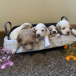 Cockapoo Puppies from Country J Canines