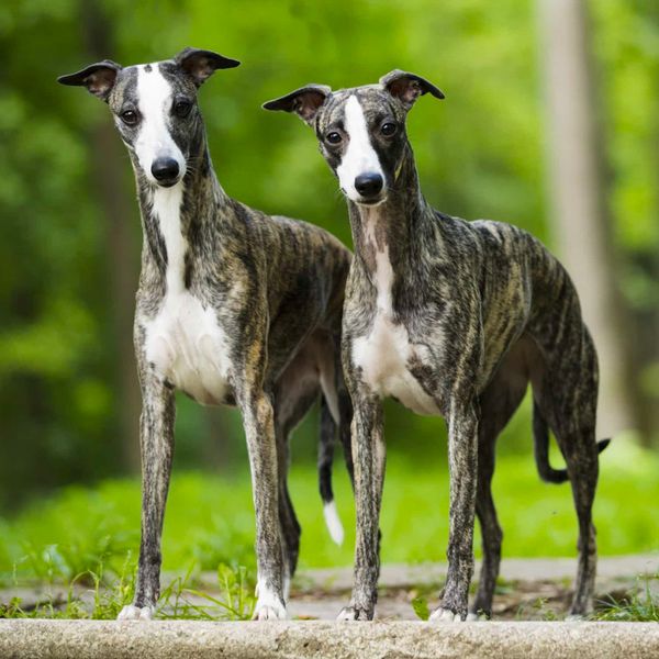 Whippet