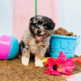 Hula - Blue merle female Australian Shepherd puppy in Eubank, Kentucky from Ashlee's Aussies