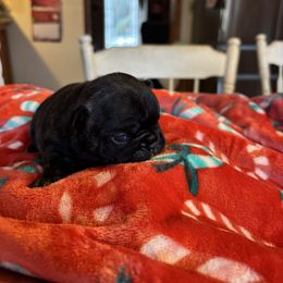 Poppy - Brindle and white female French Bulldog puppy in Alabama from Southern Bulldogs