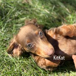 Cockapoo, Dachshund, Miniature Schnauzer, and Yorkshire Terrier Puppies from LUXEYPUPS
