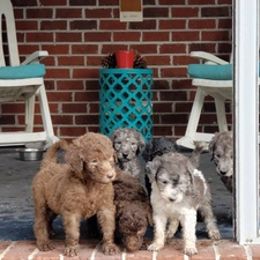 Poodles from SC K9 Service Angels