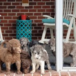 Poodles from SC K9 Service Angels
