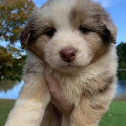 Australian Shepherds from Moss Crick Australian Shepherds